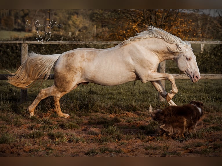 PRE Étalon 7 Ans 160 cm Cremello in Courtomer