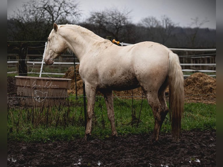 PRE Croisé Étalon 7 Ans 160 cm Cremello in Courtomer