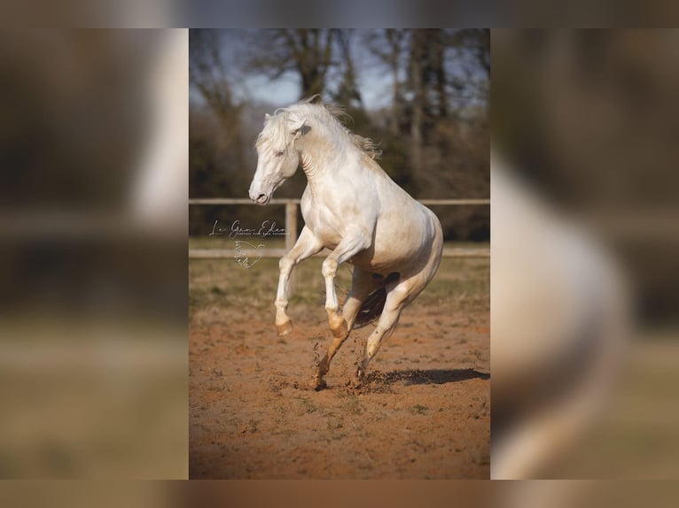 PRE Croisé Étalon 7 Ans 160 cm Cremello in Courtomer