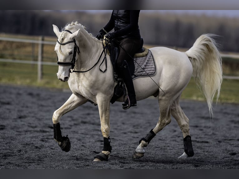 PRE Étalon 7 Ans 160 cm Cremello in Courtomer