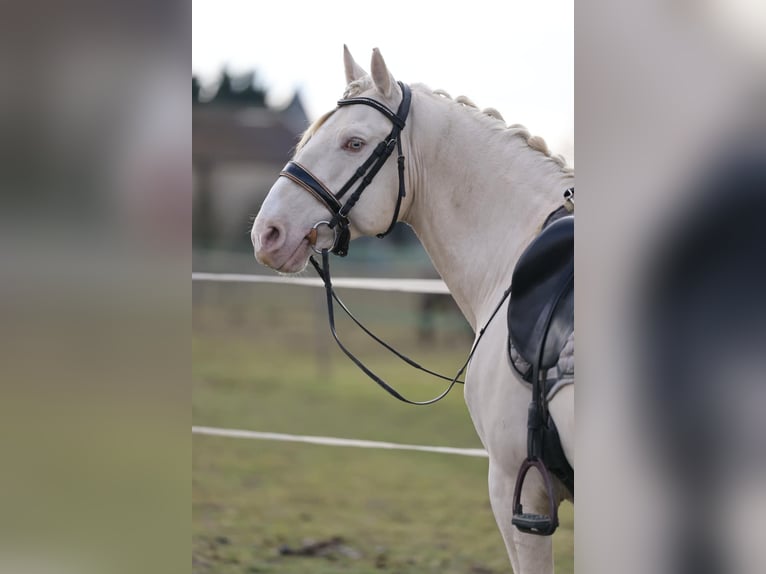 PRE Croisé Étalon 7 Ans 160 cm Cremello in Courtomer