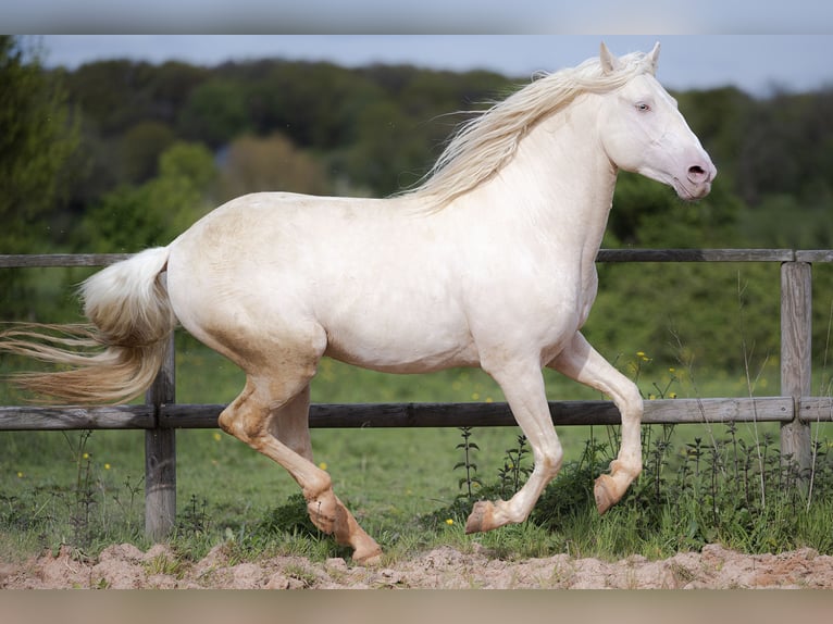 PRE Étalon 7 Ans 160 cm Cremello in Courtomer