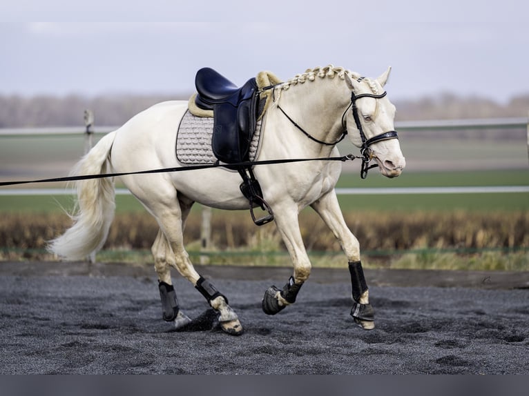 PRE Étalon 7 Ans 160 cm Cremello in Courtomer