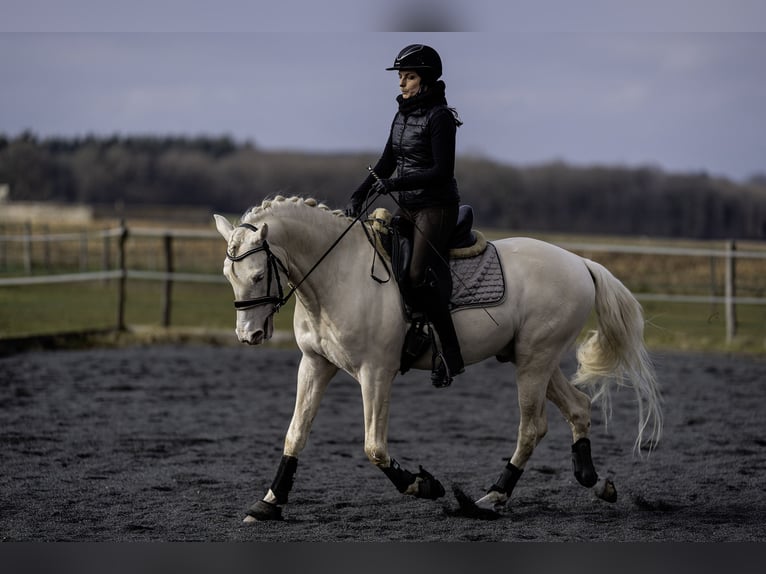 PRE Étalon 7 Ans 160 cm Cremello in Courtomer