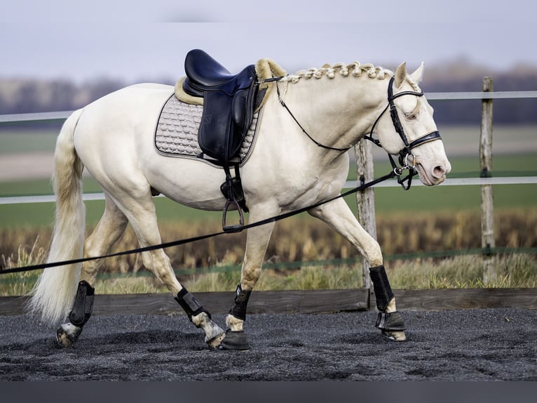 PRE Étalon 7 Ans 160 cm Cremello in Courtomer