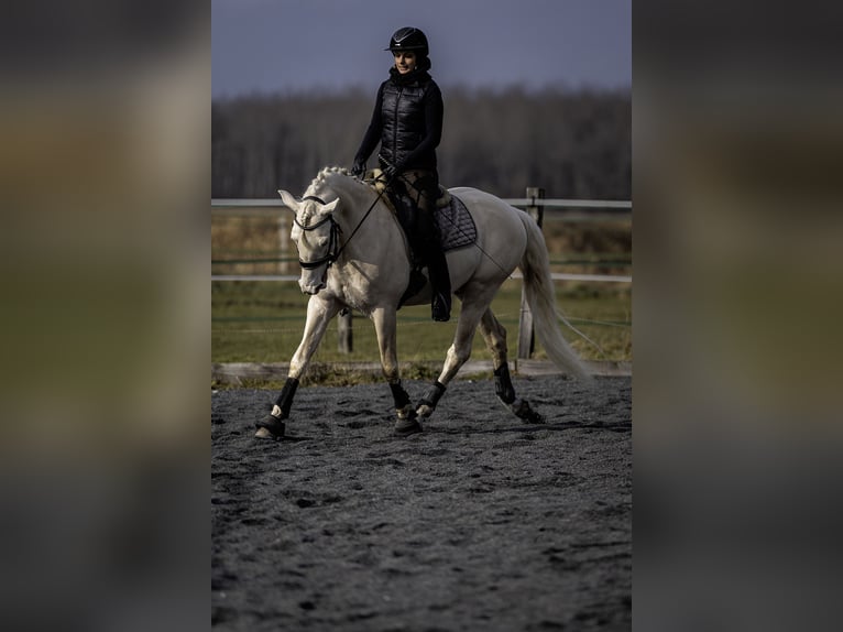 PRE Étalon 7 Ans 160 cm Cremello in Courtomer