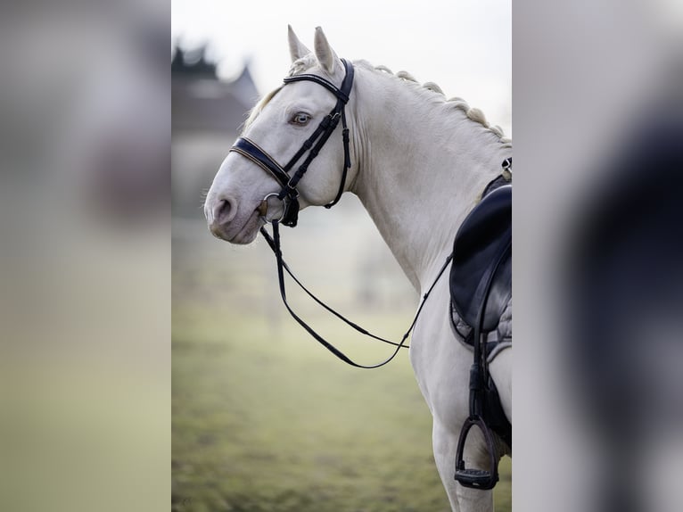 PRE Étalon 7 Ans 160 cm Cremello in Courtomer