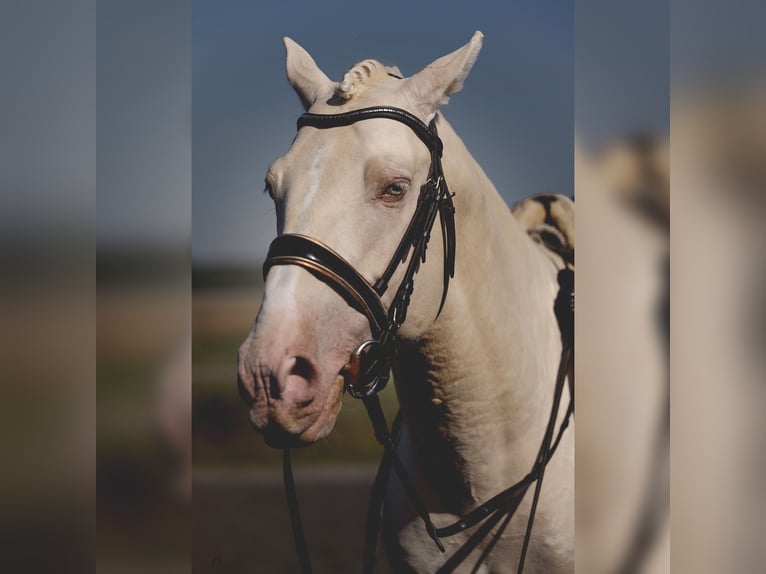 PRE Étalon 7 Ans 160 cm Cremello in Courtomer