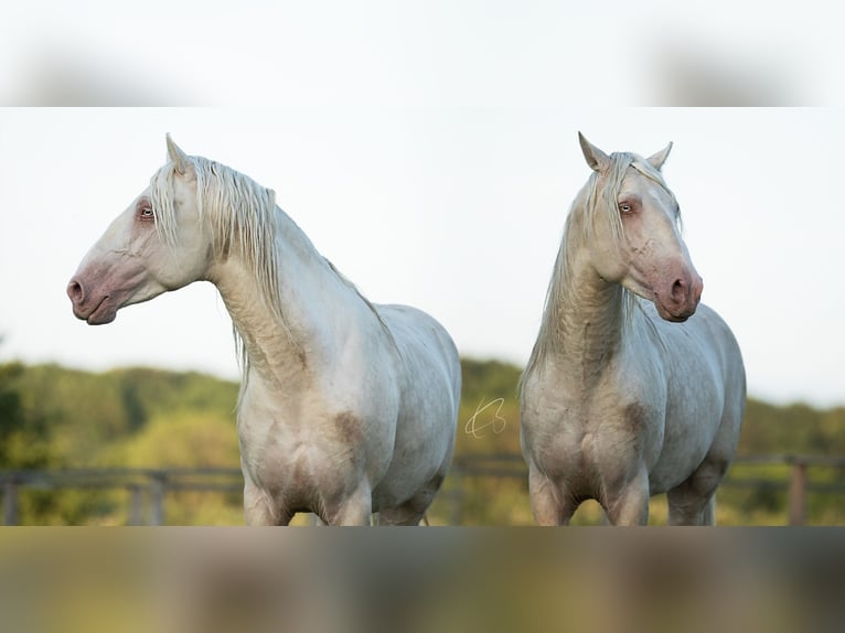 PRE Étalon 7 Ans 160 cm Cremello in Courtomer