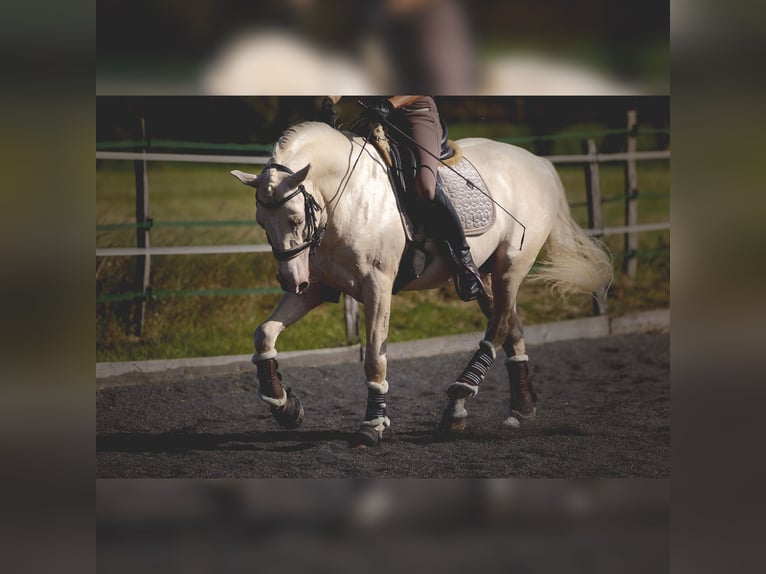 PRE Étalon 7 Ans 160 cm Cremello in Rouilly