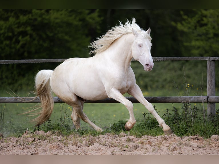 PRE Étalon 7 Ans 160 cm Cremello in Rouilly