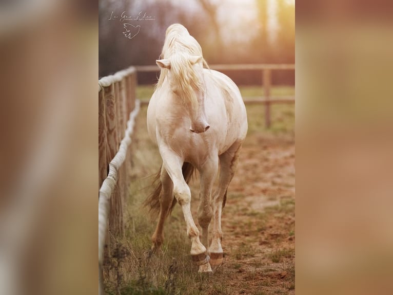 PRE Étalon 7 Ans 160 cm Cremello in Rouilly