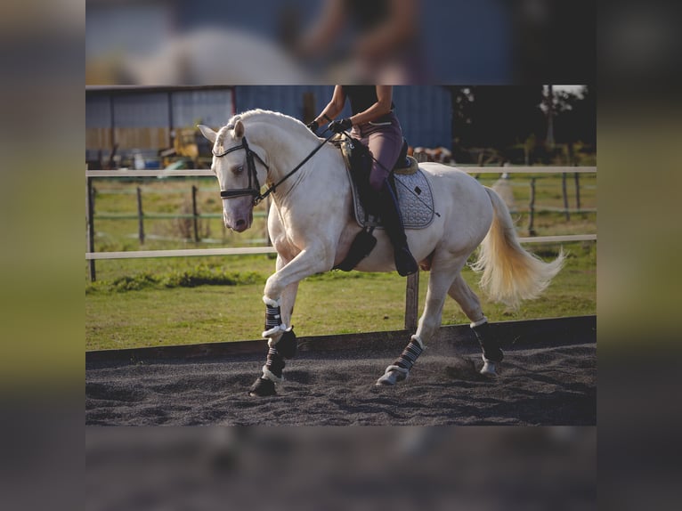 PRE Étalon 7 Ans 160 cm Cremello in Rouilly