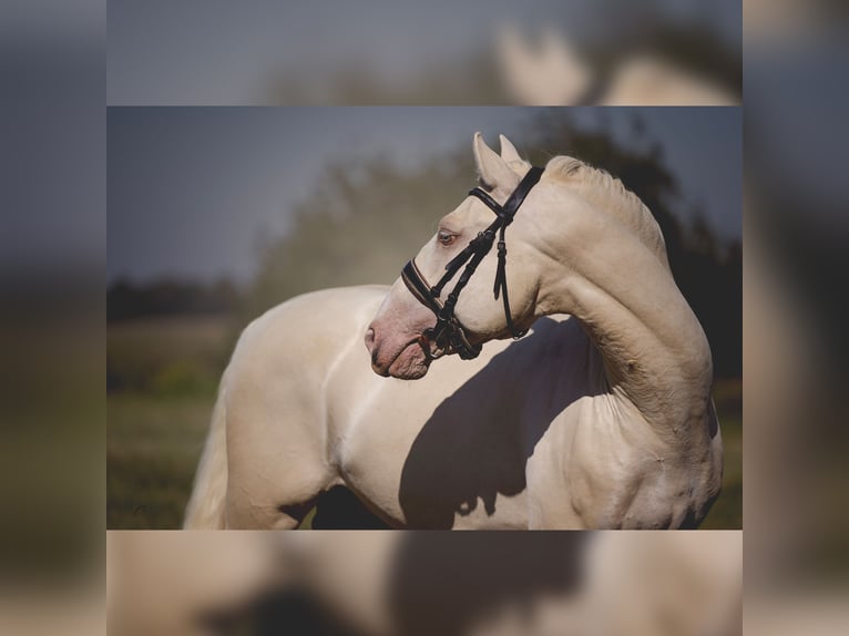 PRE Étalon 7 Ans 160 cm Cremello in Rouilly