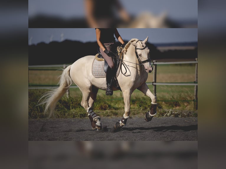 PRE Étalon 7 Ans 160 cm Cremello in Rouilly