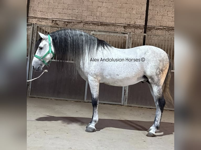 PRE Croisé Étalon 7 Ans 160 cm Gris in Sevilla