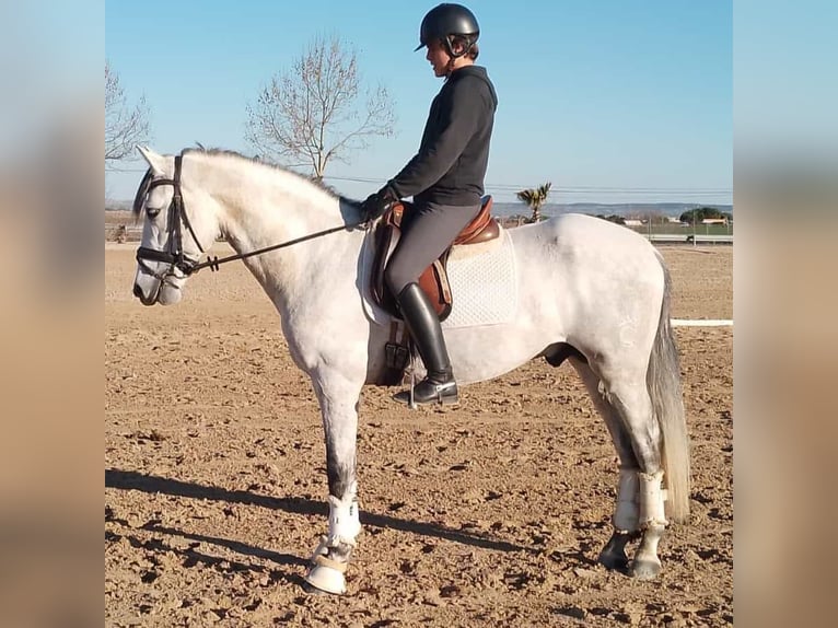 PRE Croisé Étalon 7 Ans 160 cm Gris in Madrid