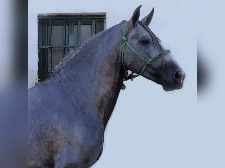 PRE Croisé Étalon 7 Ans 160 cm Gris in Sevilla