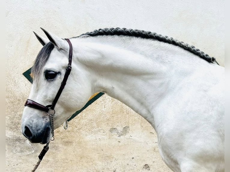 PRE Croisé Étalon 7 Ans 160 cm Gris in Weikersheim