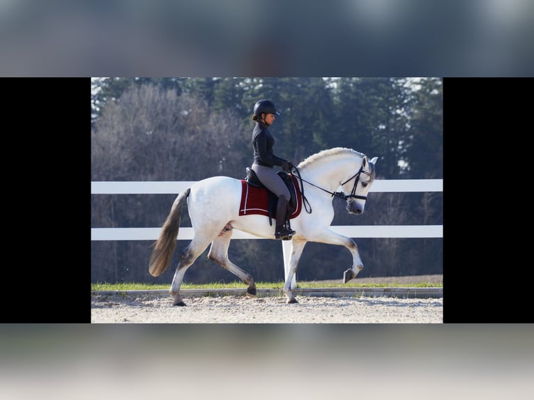 PRE Croisé Étalon 7 Ans 160 cm Gris in Weikersheim