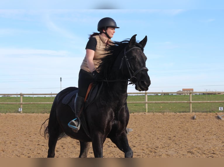 PRE Étalon 7 Ans 160 cm Noir in Charron