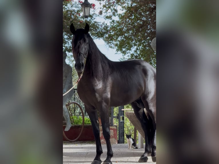 PRE Étalon 7 Ans 160 cm Noir in Palmar, El (El Palmar)