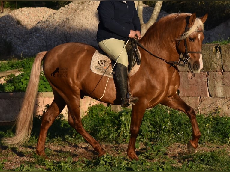 PRE Étalon 7 Ans 160 cm Palomino in Mallorca