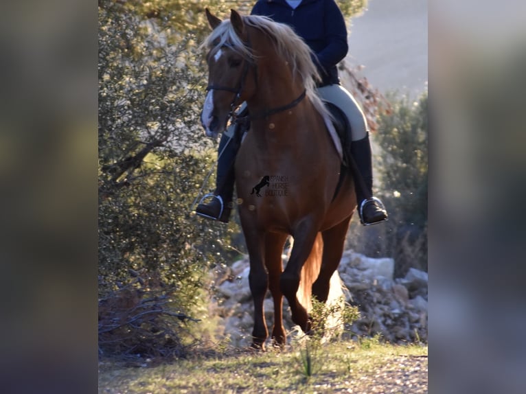 PRE Étalon 7 Ans 160 cm Palomino in Mallorca