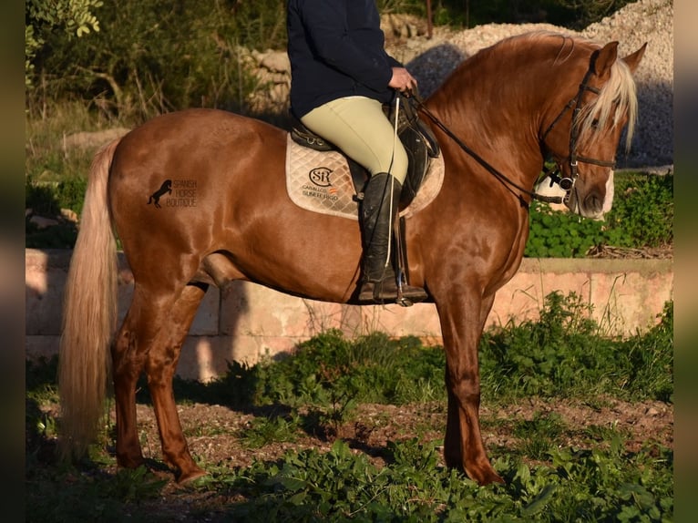 PRE Étalon 7 Ans 160 cm Palomino in Mallorca