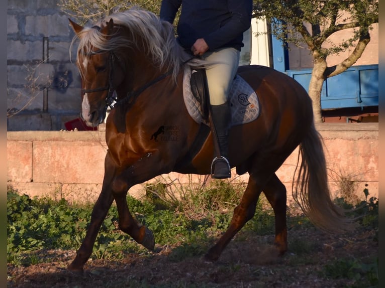 PRE Étalon 7 Ans 160 cm Palomino in Mallorca