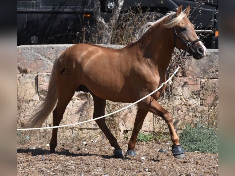 PRE Étalon 7 Ans 160 cm Palomino in Mallorca