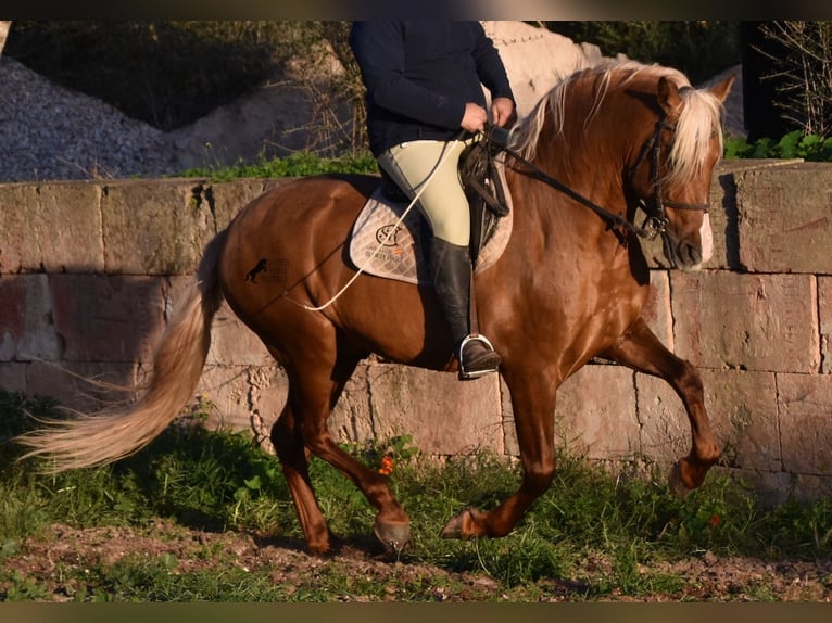 PRE Étalon 7 Ans 160 cm Palomino in Mallorca