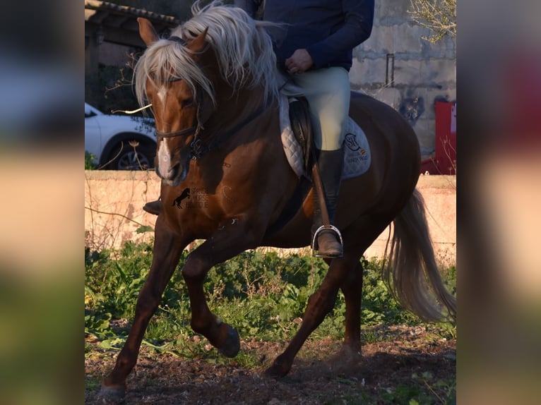 PRE Étalon 7 Ans 160 cm Palomino in Mallorca