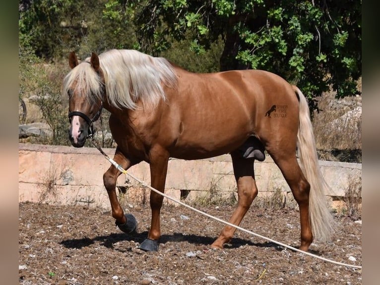 PRE Étalon 7 Ans 160 cm Palomino in Mallorca