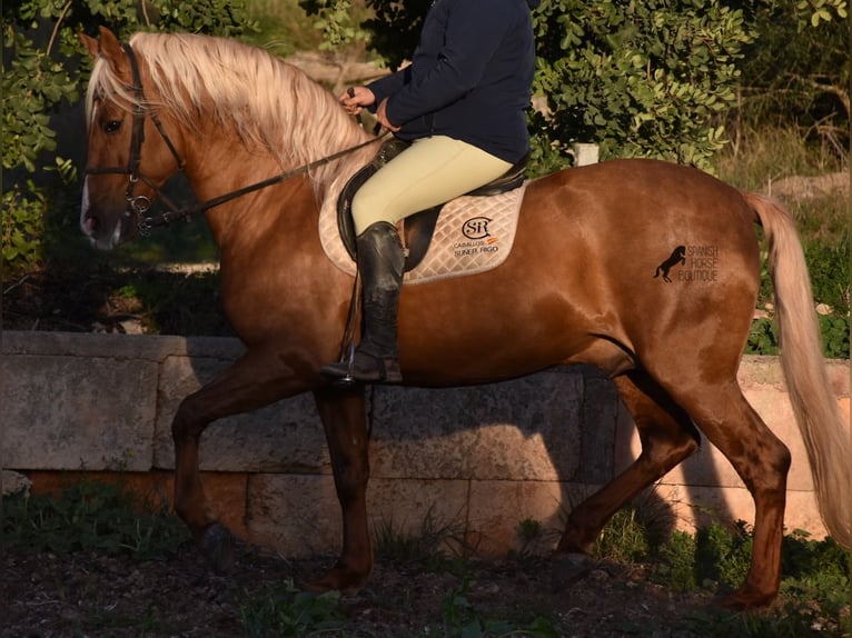 PRE Étalon 7 Ans 160 cm Palomino in Mallorca