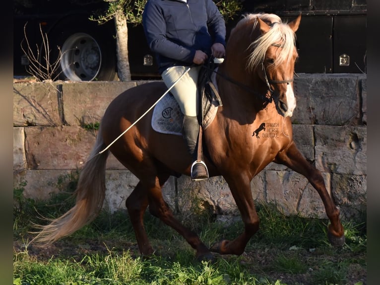 PRE Étalon 7 Ans 160 cm Palomino in Mallorca