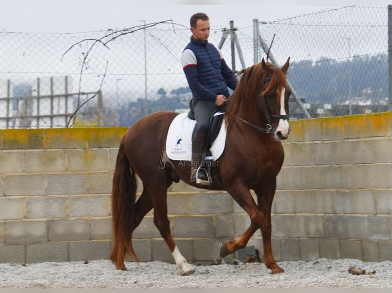 PRE Étalon 7 Ans 161 cm Alezan in Provinz Granada