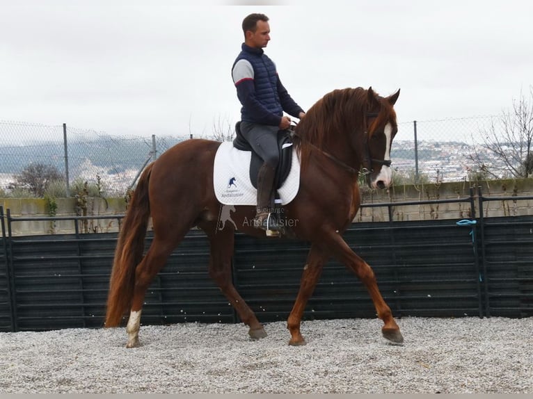 PRE Étalon 7 Ans 161 cm Alezan in Provinz Granada
