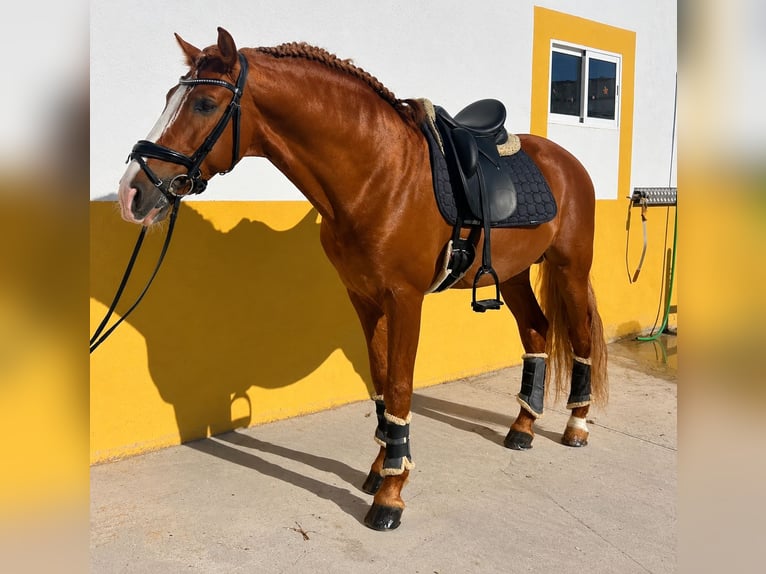 PRE Étalon 7 Ans 162 cm Alezan in Toledo