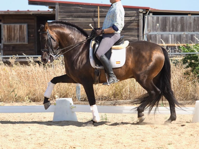 PRE Croisé Étalon 7 Ans 162 cm Bai in Navas Del Madroño