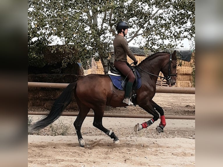 PRE Croisé Étalon 7 Ans 162 cm Bai cerise in Madrid