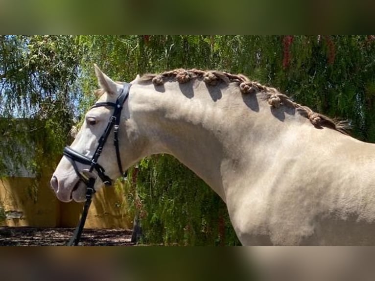 PRE Étalon 7 Ans 162 cm Champagne in Alicante