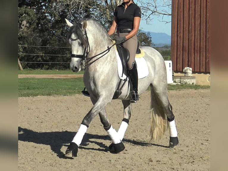 PRE Croisé Étalon 7 Ans 162 cm Gris in Pedret i Marza Girona