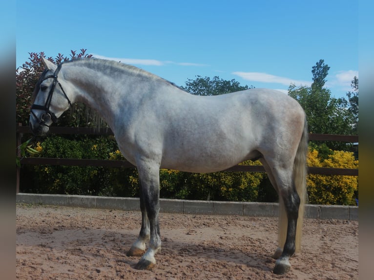 PRE Étalon 7 Ans 162 cm Gris in Barcelona