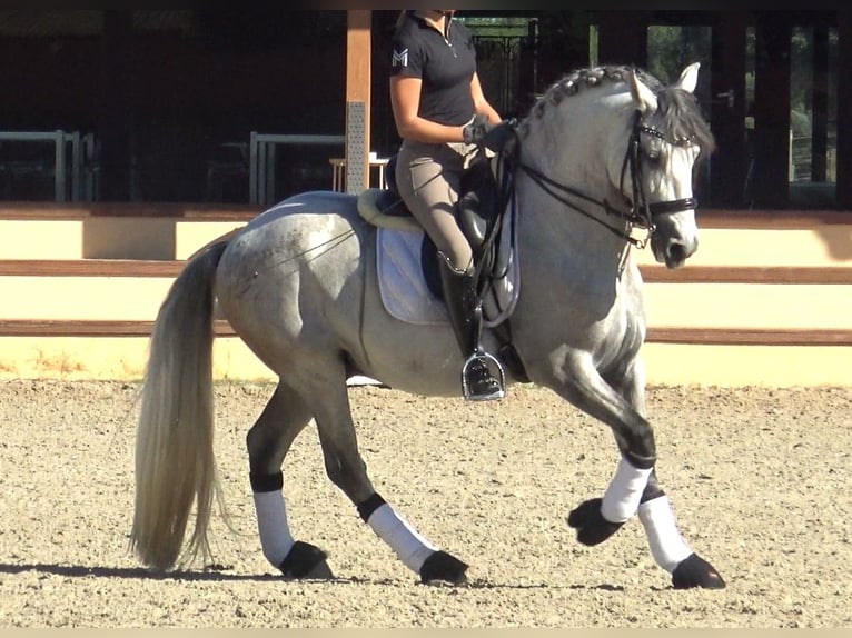 PRE Étalon 7 Ans 162 cm Gris in Barcelona