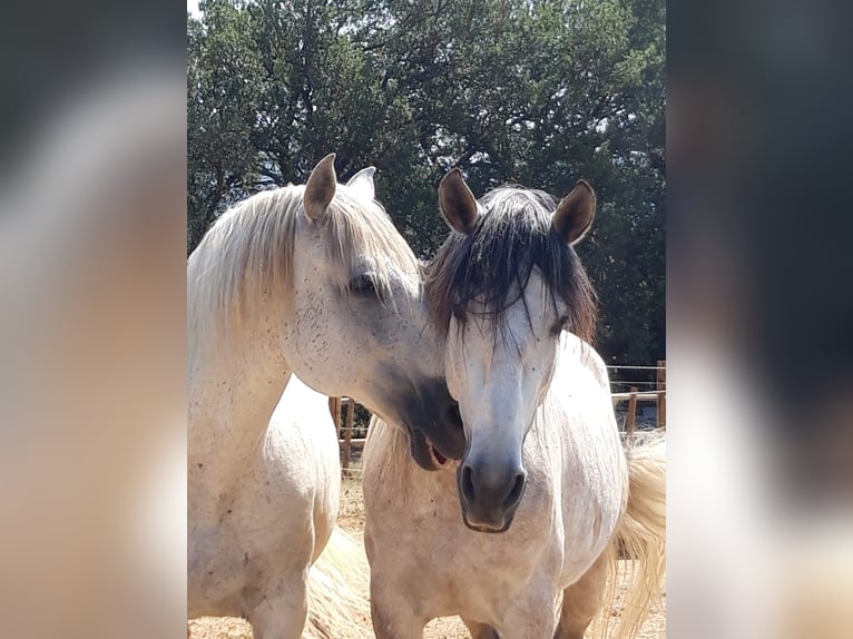 PRE Croisé Étalon 7 Ans 162 cm Gris in Pedret i Marzá  Girona