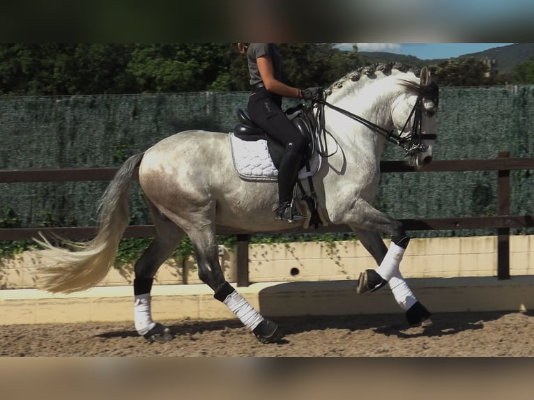 PRE Étalon 7 Ans 162 cm Gris in Pedret i Marzá Cataluña