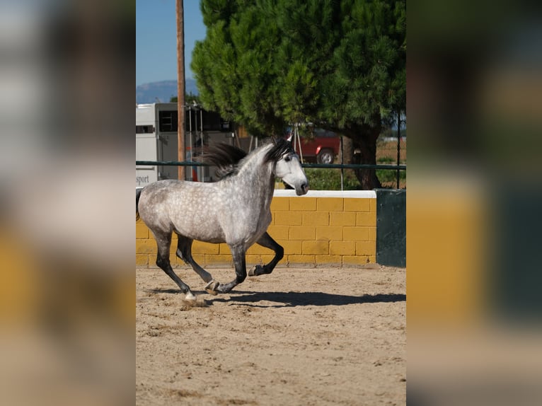 PRE Étalon 7 Ans 162 cm Gris pommelé in Hamburg