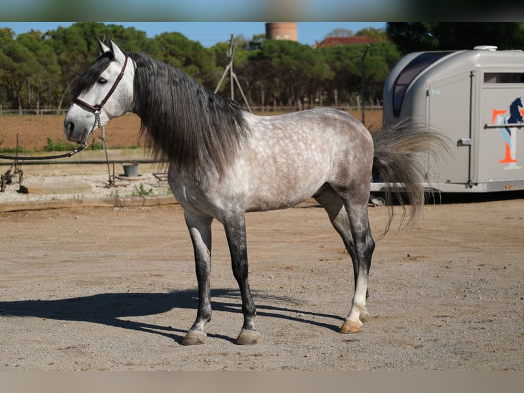 PRE Étalon 7 Ans 162 cm Gris pommelé in Hamburg