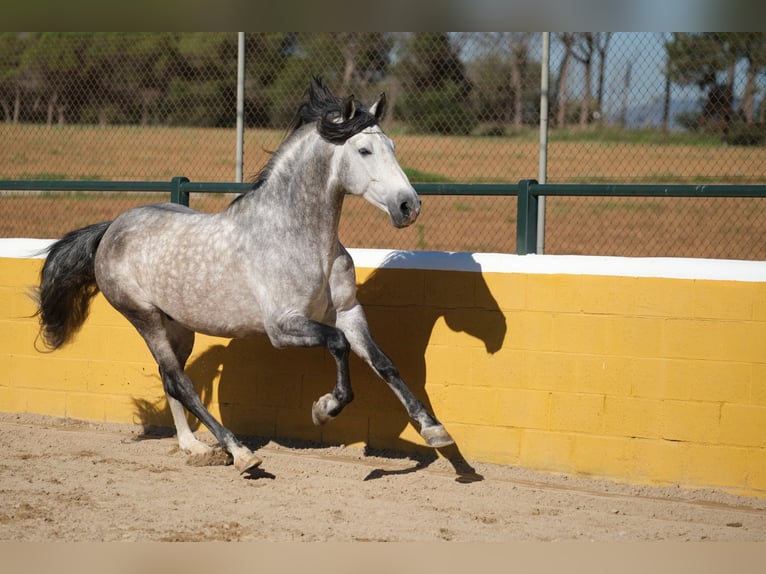 PRE Étalon 7 Ans 162 cm Gris pommelé in Hamburg